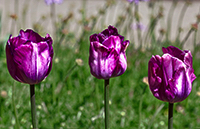 Three tulips bright purple color.